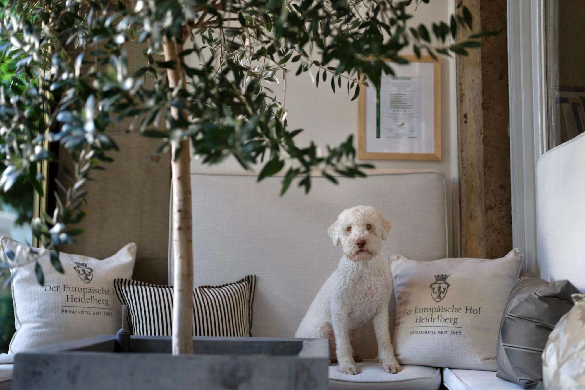 Hotel Europaeischer Hof Heidelberg, Bestes Hotel Deutschlands In Historischer Architektur Exterior photo A young Spanish Water Dog